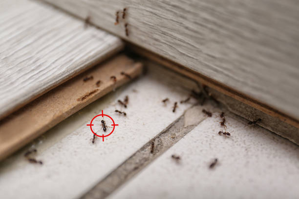 Best Pest Control for Businesses  in Church Hill, MD