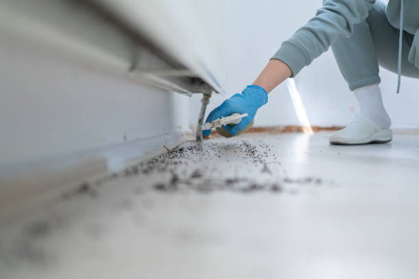 Best Bed Bug Extermination  in Church Hill, MD